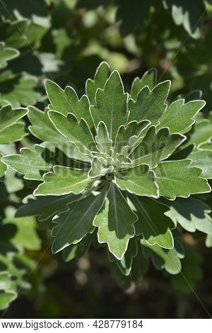 Gold And Silver Chrisanthemum Leaves - Latin Name - Ajania Pacifica
