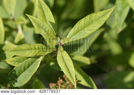 Gooseneck Loosestrife Leaves - Latin Name - Lysimachia Clethroides