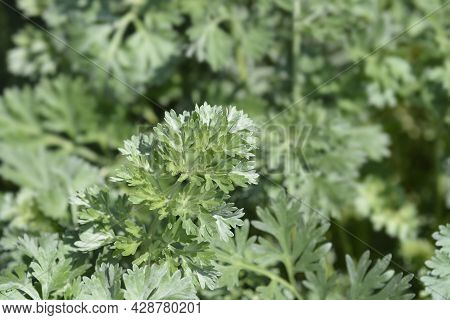 Common Wormwood Leaves - Latin Name - Artemisia Absinthium