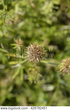 Caucasian Crosswort Seed Head - Latin Name - Phuopsis Stylosa