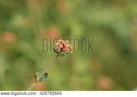Herb Canary Clover Seeds - Latin Name - Dorycnium Herbaceum (lotus Herbaceus)