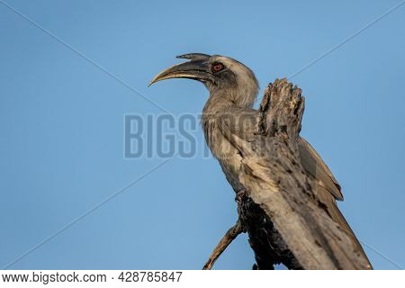 Indian Grey Hornbill Or Ocyceros Birostris Portrait At Keoladeo National Park Or Bharatpur Bird Sanc