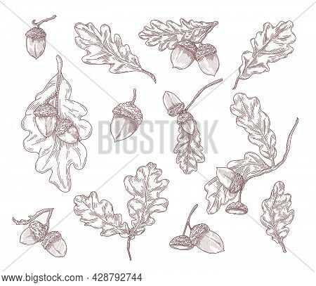 Oak Leaves, Branches And Acorns Hand Drawn Illustrations Set. Quercus Tree Elements In Engraving Vin