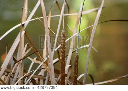 Close Up Of Dry Reeds In The Wetlands