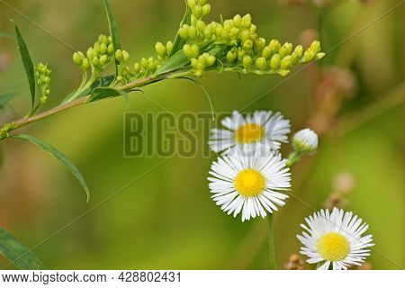 White, Flowers Grow In A Field On A Green Background