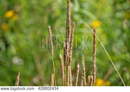 Plant Seeds On A Beautiful Green Background