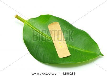 Hoja