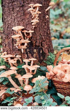 Autumn Honey Mushrooms On A Tree And In A Wicker Basket