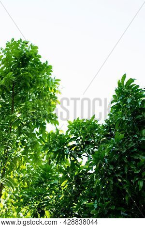 Green Mahagoni Leaves On A White Background. It Is A Tropical Hardwood Species Plant