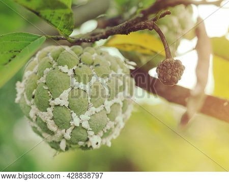 Gardener Fruit Damaged By The Island Mealybug Is Full.