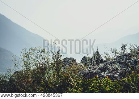Scenic Alpine Landscape With Small Yellow Flowers And Green Grasses On Rocks On Background Of Mounta