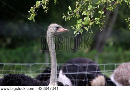 Portrait Of An Ostrich On An Ostrich Farm