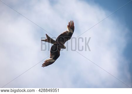 A Kite, A Red Kite In The Sky, Red Kite Is A Hawk-like Bird.