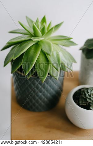 Succulents On A Wooden Shelf. Beautiful Indoor Plants In Gray Pot.