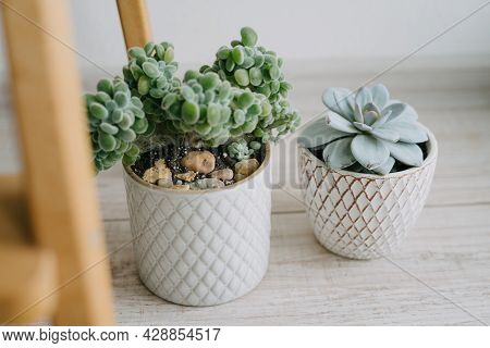 Two Pots Of Succulents Are On The Floor. Ceramic Pots With Houseplants.
