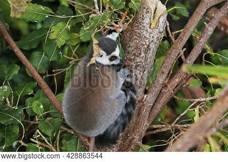The Ring-tailed Lemur Sitting On Atree, Is A Large Strepsirrhine Primate,  Black And White Ringed Ta