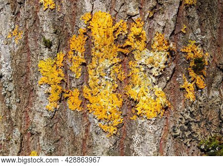 Xanthoria Parietina. Lichens On Yellow Poplar Trunk.