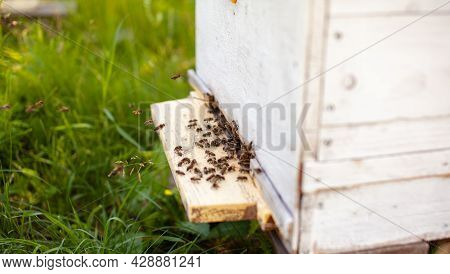 Bees Collect Pollen From The Flowers And Carry It To The Hive. The Concept Of Breeding Bees For Hone