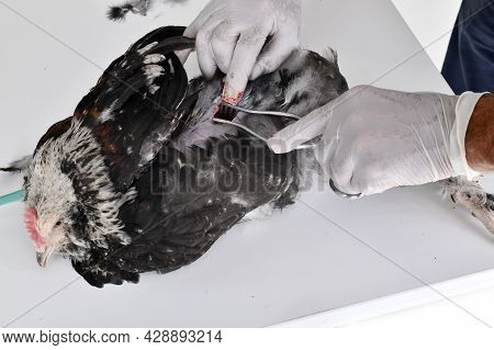 Picture Of Caponize A Rooster On White Background