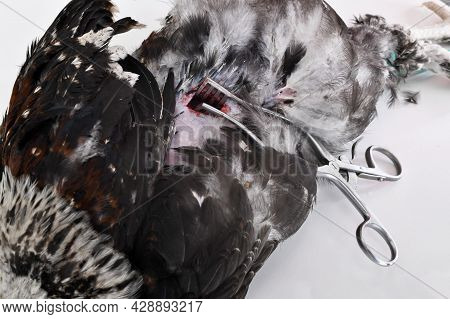 Picture Of Caponize A Rooster On White Background
