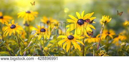 Flowers Close Up Of Echinacea Paradoxa In The Sunlight
