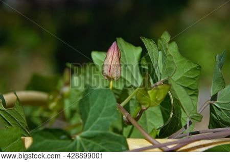 Grass Bindweeds From Buds In The Garden On The Fence