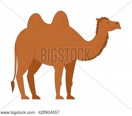 Camel As Desert Animal With Humps On Its Back Vector Illustration