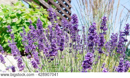 Fragrant Lavender Flowers For Potpurris Close-up. Growing French Lavender In A Provencal Style Garde