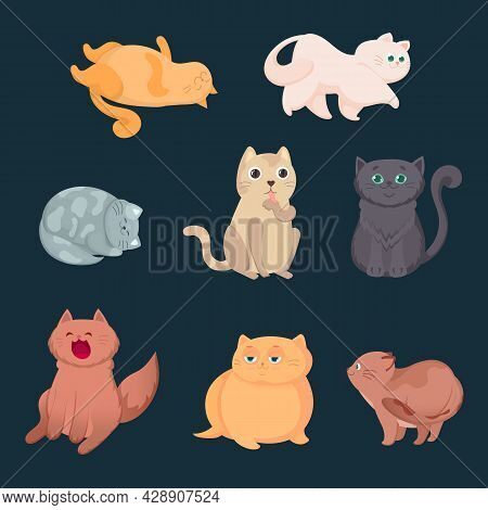 Cute Cats And Kittens In Various Playful Poses For Greeting Cards And Cat Lovers