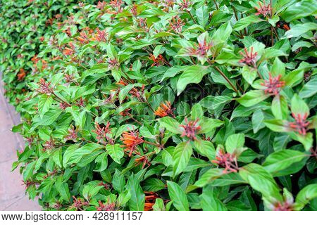 Cotton Leaved Jatropha, Peregrina, Spicy Jatropha Red Flowers And Green Leaves Background In The Gar