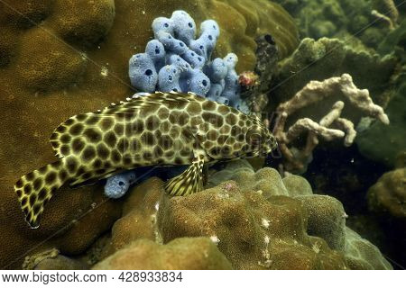 A Fish Underwater With Coral In Vietnam