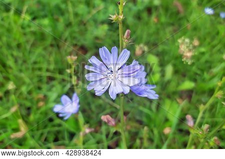 Bright Blooming Blue Succory Or Common Chicory (cichorium Intybus) Plant Flower On The Meadow On Gre
