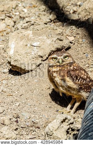 Burrowing Owls Watching The Sights. Birds Of Prey Centre, Coledale, Alberta, Canada