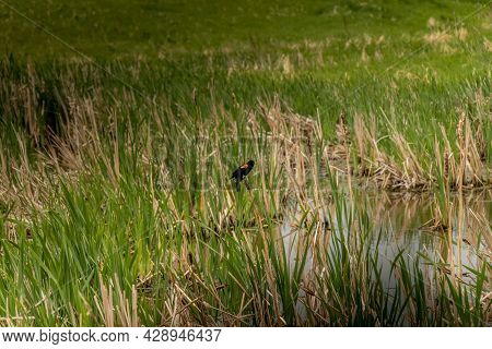 Red Winged Black Bird Sitting On Bull Rushes Kneehill County Alberta Canada