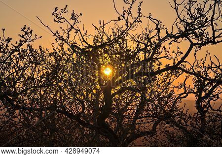 Beautiful Closeup Evening View Of Old Dry Tree Branches And Tree Tops In Golden Sun Light, Killiney 