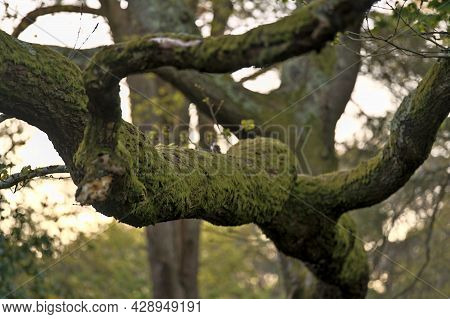 Beautiful Closeup Evening View Of Old Mossy Oak (quercus) Tree Branches Growing In Killiney Hill Par