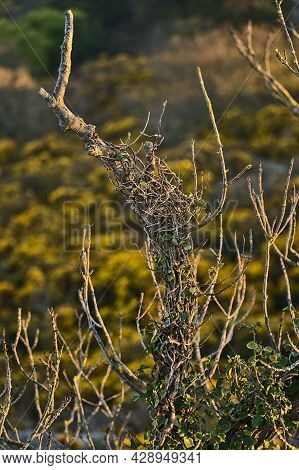 Beautiful Closeup Evening View Of Old Dry Tree Branches And Yellow Gorse (ulex) Wild Flowers Growing