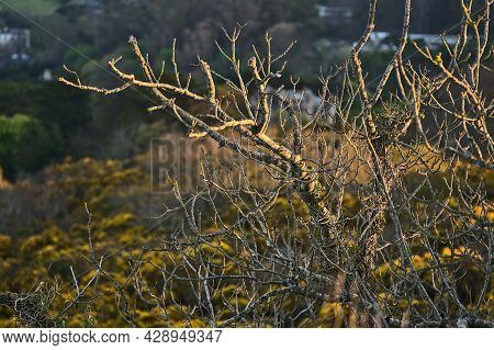 Beautiful Closeup Evening View Of Old Dry Tree Branches And Yellow Gorse (ulex) Wild Flowers Growing