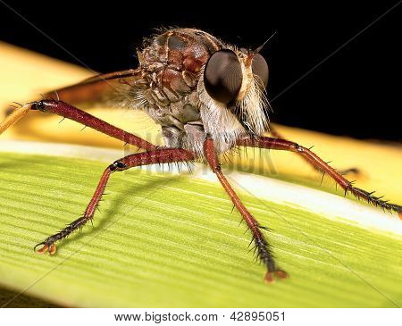 robberfly