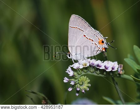 Gray Hairstreak Butterfly Sitting On Salt Heliotrope Flowers