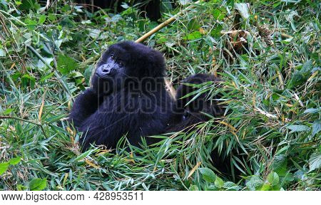 Closeup Portrait Of Endangered Adult Silverback Mountain Gorilla (gorilla Beringei Beringei) Resting
