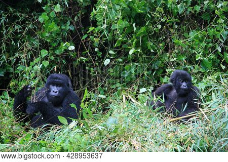 Closeup Portrait Of Two Endangered Adult Silverback Mountain Gorilla (gorilla Beringei Beringei) Pla