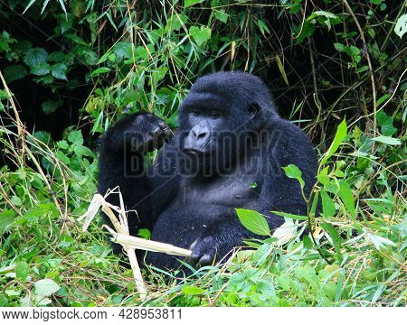 Closeup Portrait Of Endangered Silverback Mountain Gorilla (gorilla Beringei Beringei) Playing With 