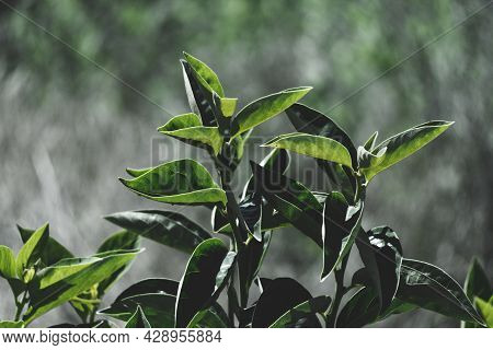 Tree Leaves Nature Background. Nature. Close Up Background Nature Of Green Leaves