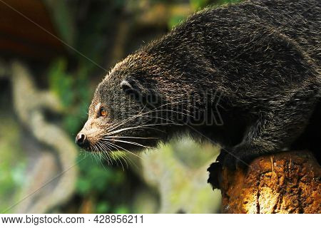 The Binturong, Also Known As Bearcat, Is A Viverrid Native To South And Southeast Asia.similar Speci