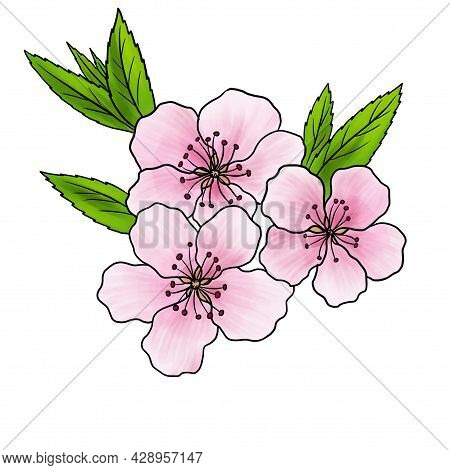 Drawing Flower Of Almond Tree, Prunus Amygdalus, Isolated At White Background, Hand Drawn Illustrati