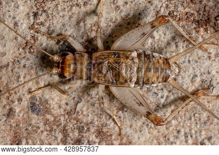 Small Field Cricket