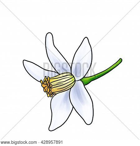 Drawing Flower Of Neroli Isolated At White Background, Hand Drawn Illustration