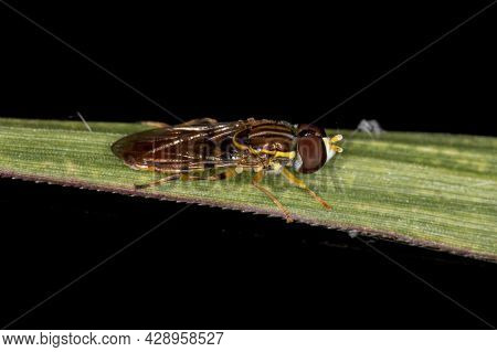 Adult Typical Hover Fly Of The Subfamily Syrphinae