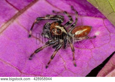 Adult Male Jumping Spider